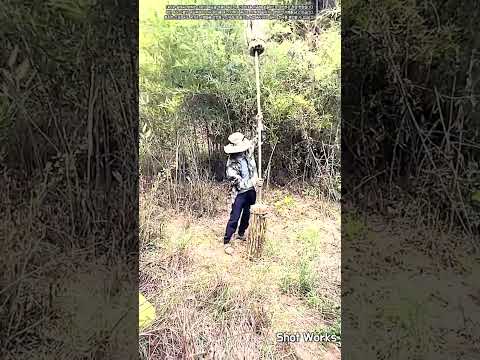 긴 장대를 이용한 무거운 죽순 다발 어깨 운반법 #worker #process #bamboo #farming #knowhow
