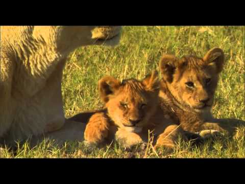 The Last Lions'
