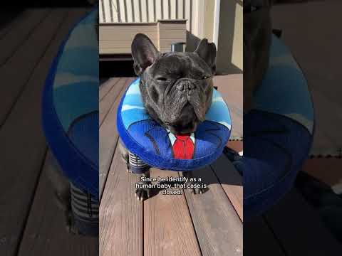 Bruno’s DNA test confirmed he’s 100% Frenchie… and I found out more than I expected