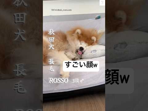 秋田犬の可愛すぎる寝顔に注目！癒しと笑いを届ける動画まとめ サムネイル