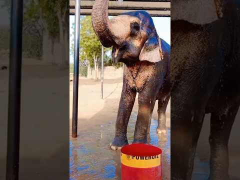 😱😱Elephant shower activities with elephant fun park #shortvideo #animallovers #love