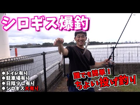 今年の木更津はキスの当たり年⁉︎Tポートからすぐ近くの場所でシロギス大爆釣♪