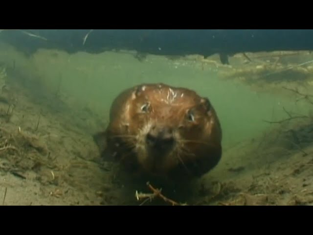GLOBALink | "Beaver Princess" protects wildlife in China's Xinjiang