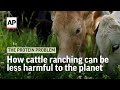 How cattle ranching can be less harmful to the planet | The Protein Problem