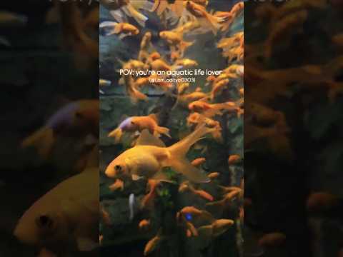 Best aquarium in gujrat| #shorts #youtubeshorts #ytshorts #trending #viral #kantarachapter1