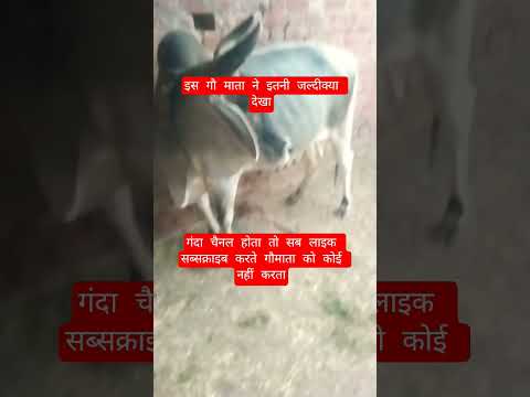 इस गौ माता ने इतनी जल्दीक्या देखा #13million #cow #motivation #100millon #gaumata