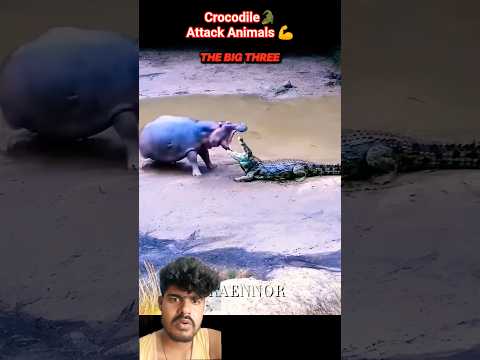 Crocodile🐊Hippo🦛 #hippo #crocodile #aura #fight #short #attack #jungle #hunter #shorts #animals #cup