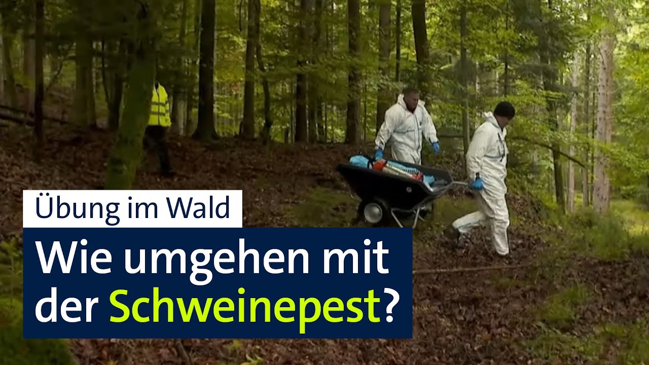 Afrikanische Schweinepest: Übung für den Notfall | Abendschau | BR24