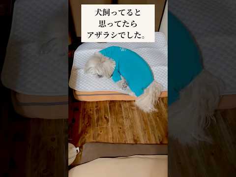 これは…アザラシ…かな…?