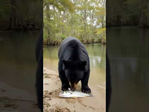 Fishing video video thumbnail