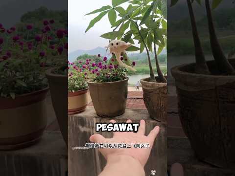 gadis ini temukan hewan mirip permen stroberi ‼️#shorts