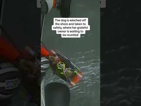 German Shepherd survives 300ft-drop over cliff