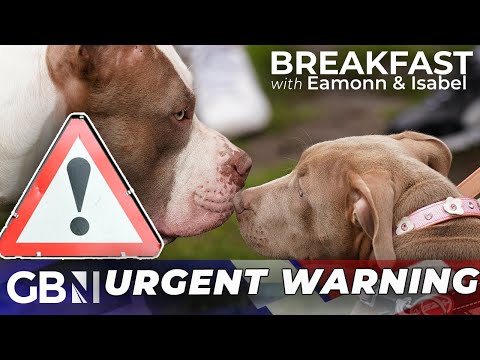 XL bully dog owners issued URGENT warning as ban comes in - must act in days!