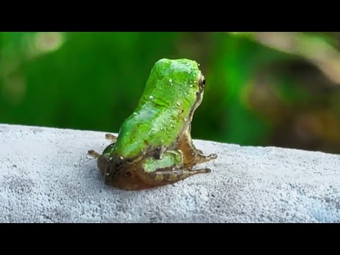 ガサガサでおたまじゃくし+カエルを大量捕獲!!!