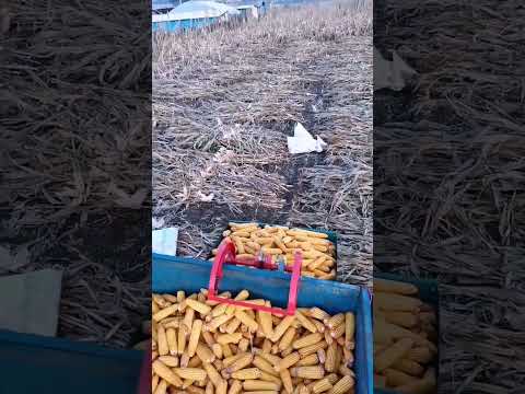 #foodproduction #automobile #machinerychannel #foodbusiness #agriculture