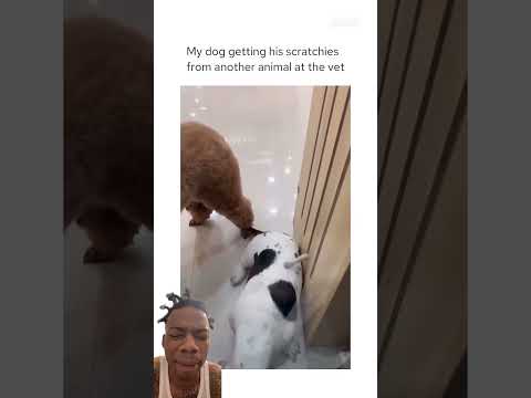 He just met a friend for life💀