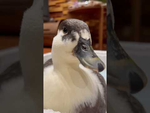 箱入りアヒルのオチョチョ。An over-protected duck Ochocho.