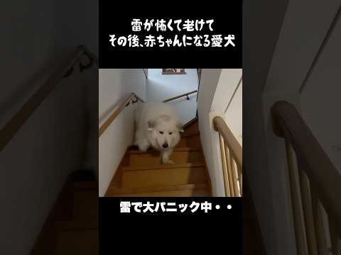 雷が怖くて老けて幼児化する愛犬　#greatpyrenees #大型犬のいる生活 #大型犬 #大型犬と暮らす #グレートピレニーズ #癒し #愛犬 #犬のいる生活 #可愛い