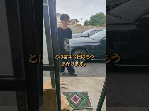 お兄ちゃんが帰ったあとでも今日は機嫌が良い大型犬#ゴールデンレトリバー子犬 #大型犬のいる生活
