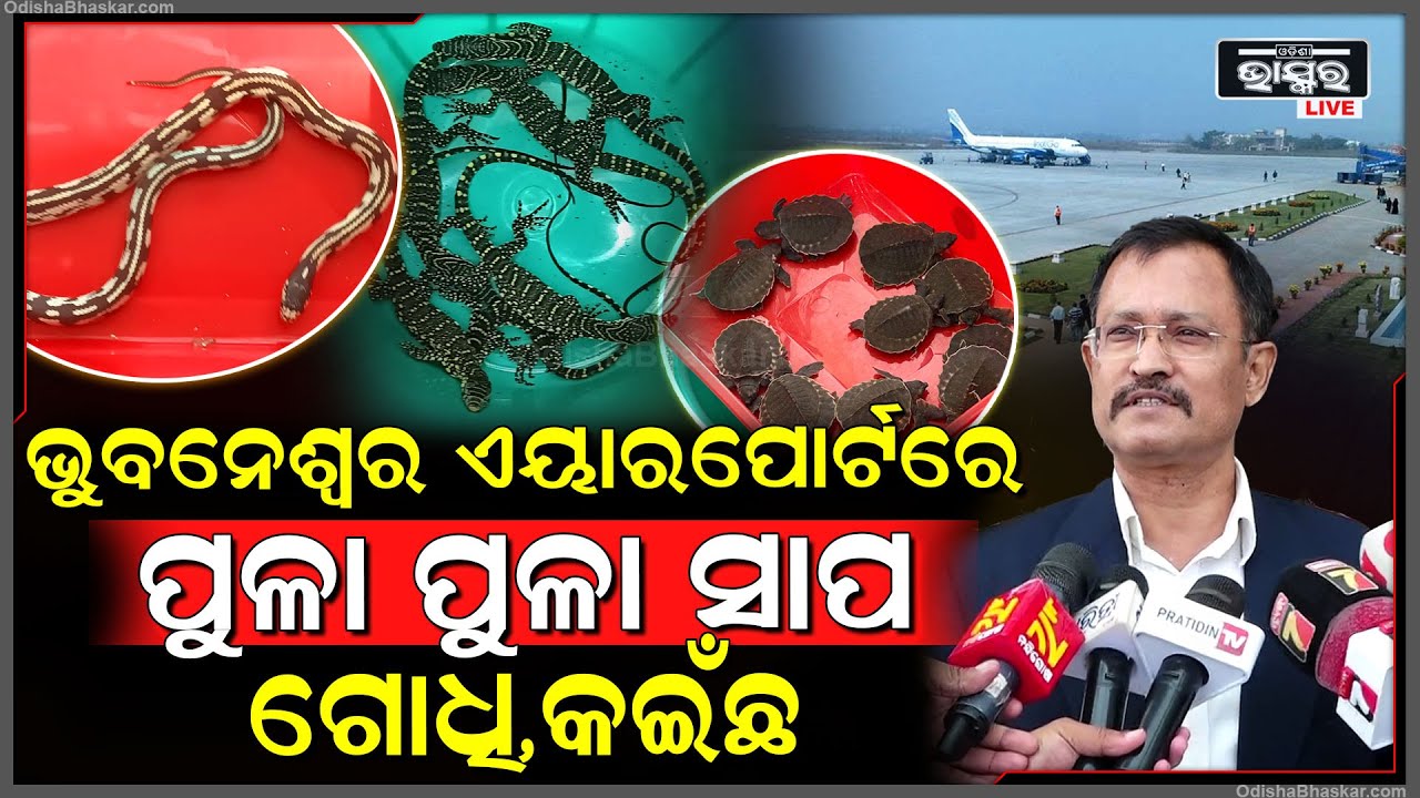ବ୍ୟାଙ୍କକରୁ ବ୍ୟାଗରେ ଲୁଚାଇ ନେଇ ଯାଉଥିଲେ ପୁଳା ପୁଳା ସାପ, ଗୋଧି, କଇଁଛ| Snake, Lizard seized at BBSR Airport