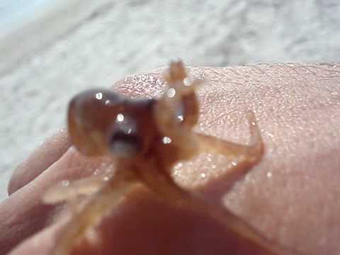 baby octopus