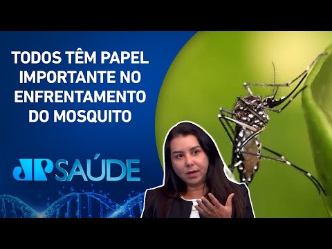 Aedes aegypti é responsável pela transmissão da dengue, vírus chikungunya e zika vírus | JP SAÚDE