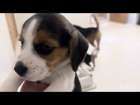 生後47日目ビーグル7兄妹の赤ちゃんたち