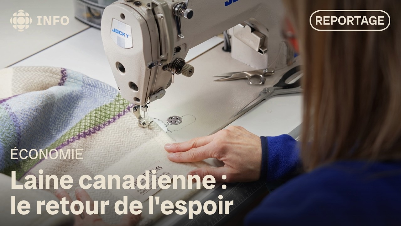 Laine québécoise : un projet redonne espoir aux éleveurs | La semaine verte