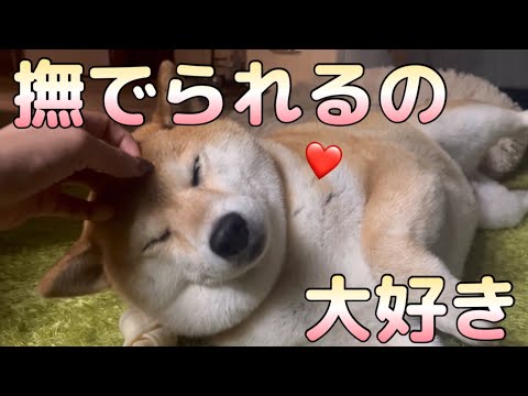 【ツンデレ柴犬】ツンが多めな柴犬だけど、やっぱり撫でられるのは大好き