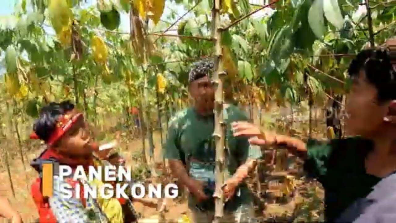 Panen Singkong | SI BOLANG (28/08/24)