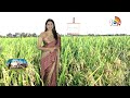 Paddy Cultivation | అధిక దిగుబడినిస్తున్న 10 నూతన వరి రకాలు | Matti Manishi | 10TV News  - 07:55 min - News - Video