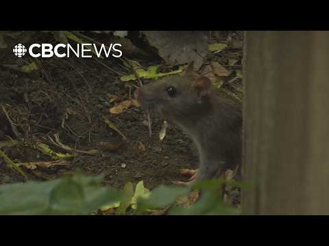 Why more <strong>mice</strong> and rats are getting into homes — and how to keep them out