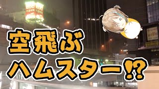 渋谷区で空飛ぶハムスターが発見されました
