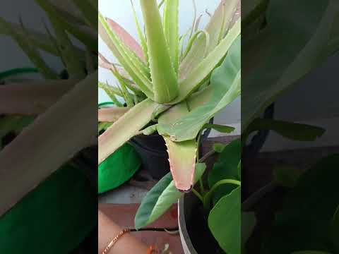 मेरा टैरि‌स गार्डन 🥀👍#comment # like # subconscious chanel