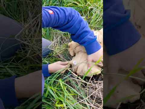 Вот это да! 😱👍 #грибы #mushroom #shorts