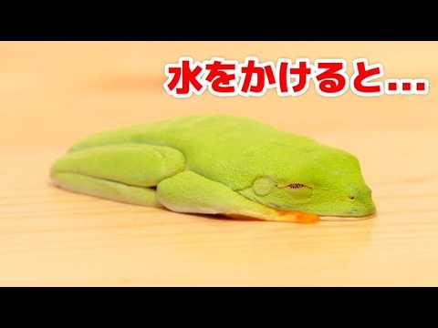 水でよみがえる!?乾いたカエル総集編