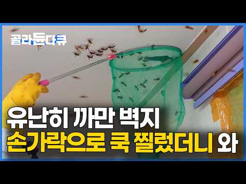 부엌 벽지가 이상해서 찢어봤는데 말벌이 쏟아졌다｜극한직업｜#골라듄다큐