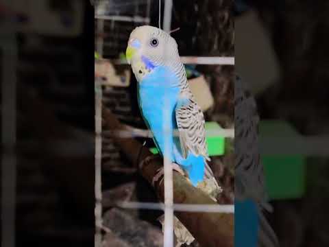 Australia birds blue