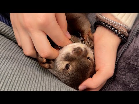 カワウソが寝るためのタオルを子供に持ってきてもらいねんねする Otter sleeps with towel brought by child for sleeping