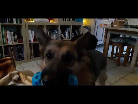 🐺🐕Pouiiiiit pouiiiiit ! 🤣