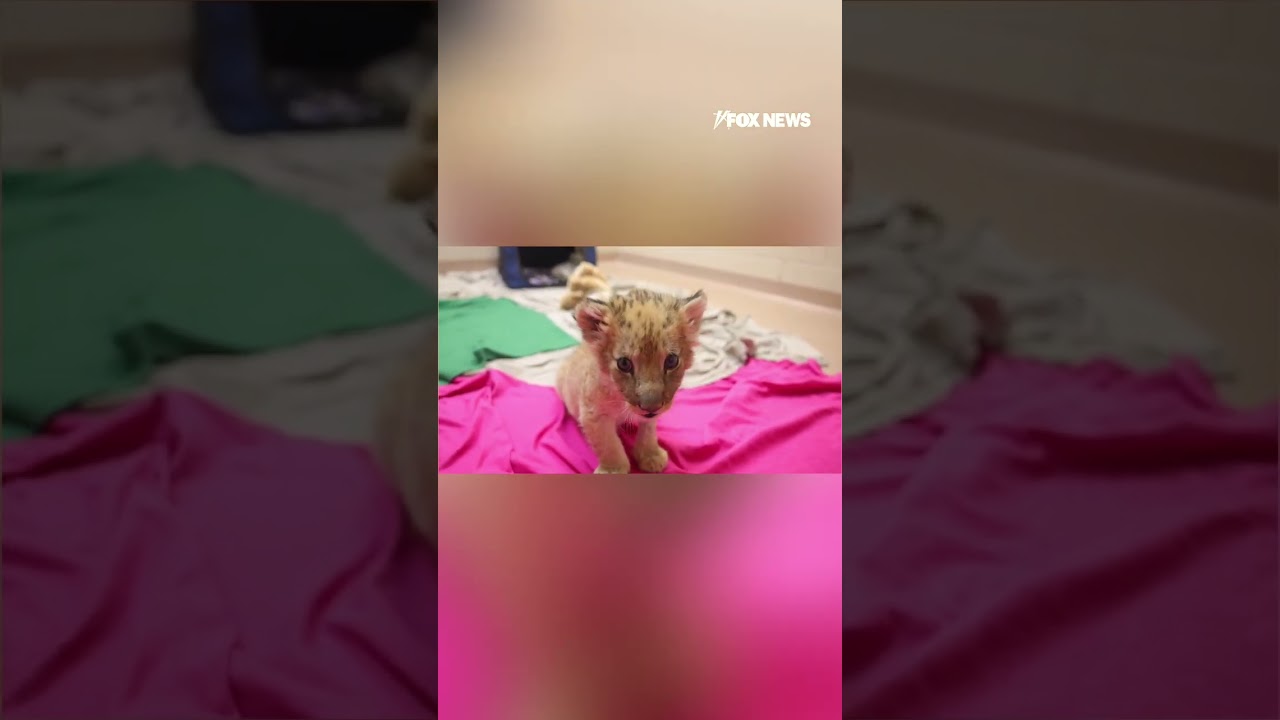 Zoo Knoxville welcomes endangered lion cub