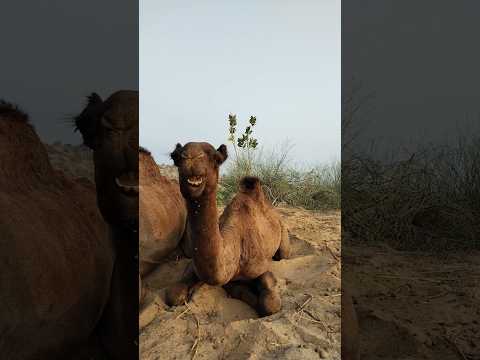 Adorable Scene of a Baby Camel 🐫✨#animals #viralvideo #camellahomeoflifestyles