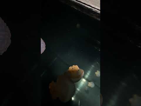 注目の新種クラゲ：チリメンクラゲの特徴と展示チェック サムネイル