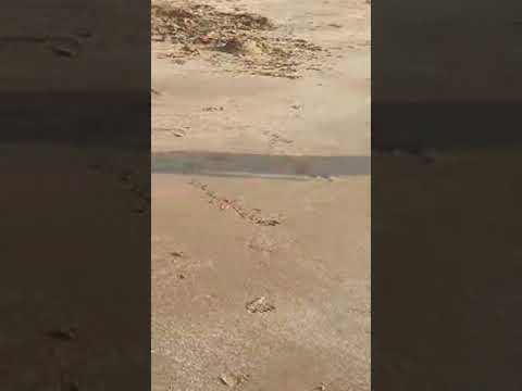 beach mountains #live #ocean #weekend #fun #family #shortslive