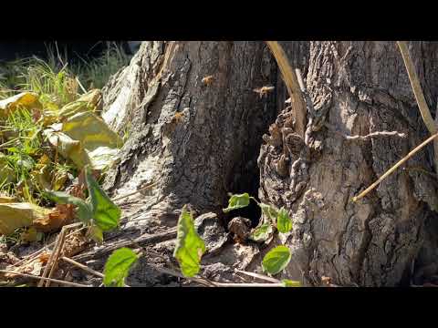 Honey bees flying in 4K