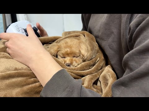 愛犬が消えてしまいました・・・！【トイプードルのコロン】