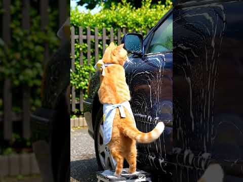 kucing Oren lagi mandiin mobil #cat #kucinganggoralucudanimut #studywithmeandmycat #funny