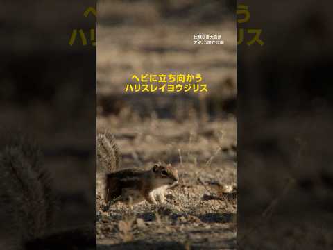 ヘビに立ち向かう ハリスレイヨウジリス | ナショジオ