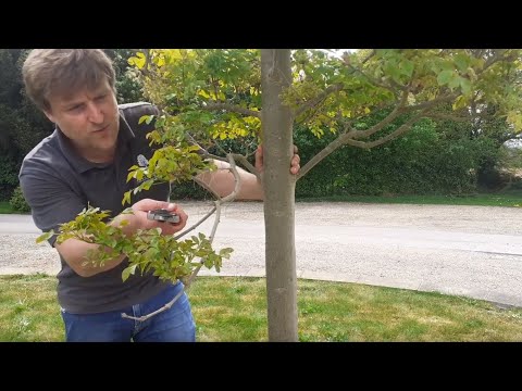 Young Tree Maintenance Tips