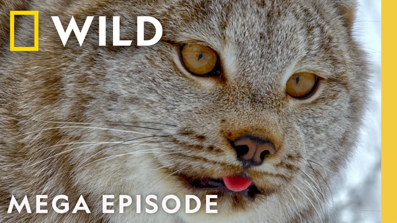 Celebrate the Beauty of America's National Parks | MEGA Episode | Nat Geo Animals